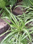 240px-Chlorophytum_comosum0.jpg