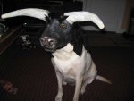 bull.jpg