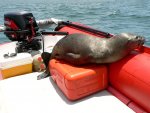 Tohatsu & Sea Lion.jpg