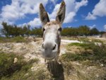 salt cay donkey.jpg