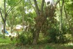 tree 001.jpg