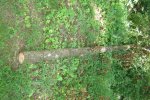 tree 003.jpg