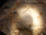 rings 005.jpg