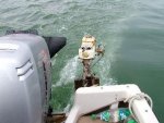 old faithfull sea bee.jpg