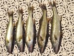 walleye.jpg