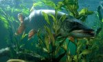 Muskie_1.jpg