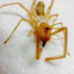 AZ Sun Spider.JPG
