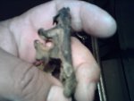 IMG00203.jpg