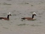 Terrorist Geese.jpg