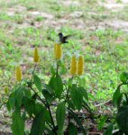 IMG_9128.JPG
