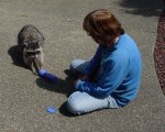 racoon1.jpg