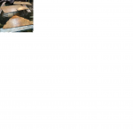 photo278546.png