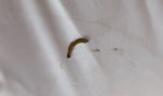 photo308304.png