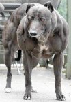 Vicsdog.jpg