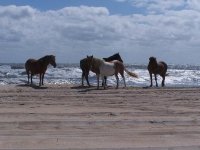 AIhorses.jpg