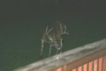 deer 027.jpg