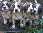 PUPS.JPG