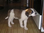 BUCKPUP4.JPG