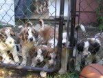 PUPSFENCE.JPG