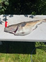 IMG_0960.jpg