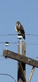 A04171ED-09F0-4124-879F-71B3CE78B1D7.png