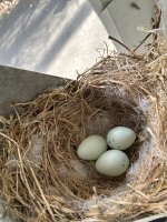 IMG_6667.jpeg