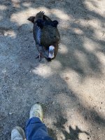 IMG_2244.jpeg