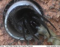 Spider.jpg