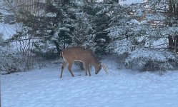 buck eating pumpkin remains 120425.jpg