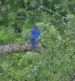 4-8-26 Bluebird.jpg