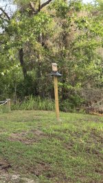 4-9-26 Bluebird house.jpg
