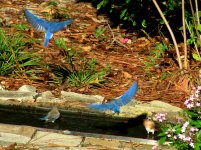IMG_8319a.JPG