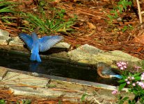 IMG_8330a.JPG