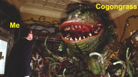 cogongrass alien.jpg