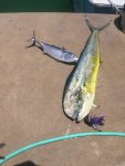 Mahi Mahi and Mr.Tuna.jpg