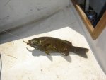 smallie.jpg