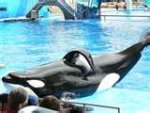 orca cap.jpg