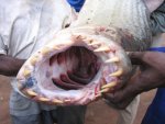 tiger-fish.jpg