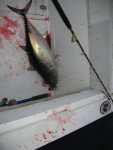 Tuna.jpg