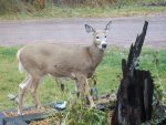 2009 Buck Harvest.jpg
