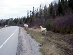 2 white Moose.jpg