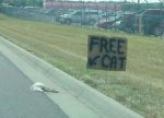 free cat.jpg