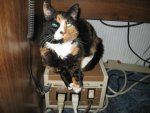 Miss Kitty.JPG