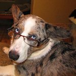 glasses_corgi.jpg
