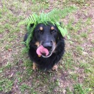 DuffeyDog