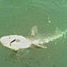 Blandshark