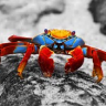 MtyMidget