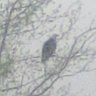Snowbird 1111