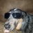 Blueheeler