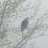 Snowbird 1111
